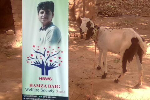 ChatGPT said  Hamza Baig Welfare Supports Family with Livelihood Goat