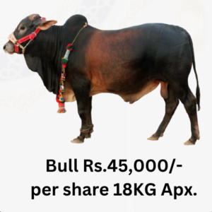 Eid ul Azha 2026 Collective Scarifice Bull